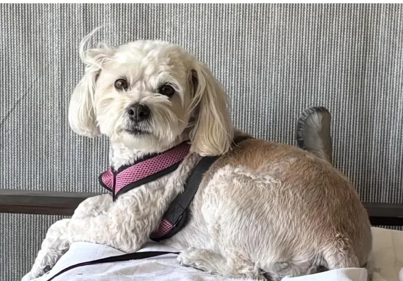 An adult small-sized female White / Cream Poodle dog named Stella for adoption in Rancho Cucamonga, CA