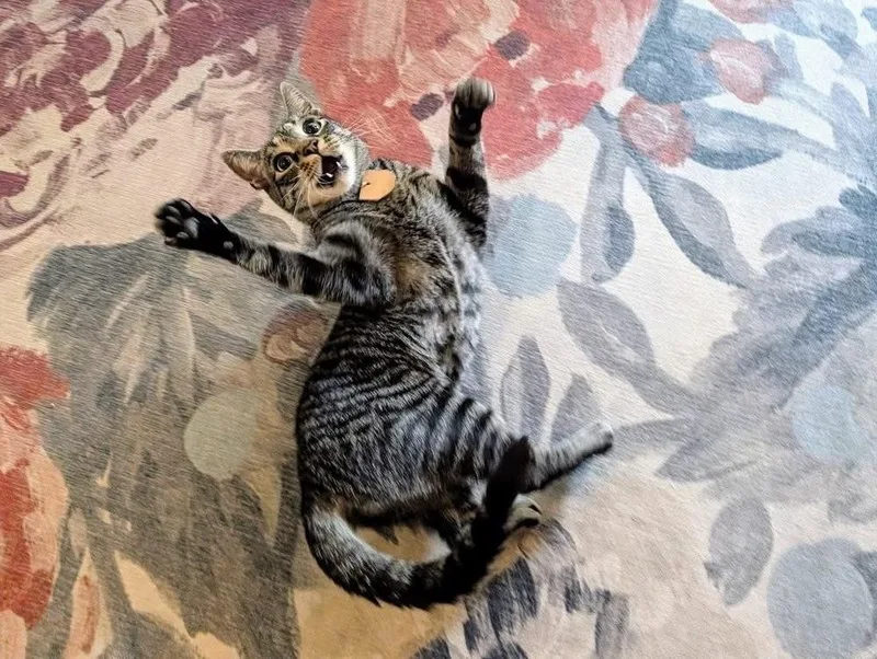A young medium-sized female Domestic Short Hair cat named Itty Bitty for adoption in Lewisburg, PA
