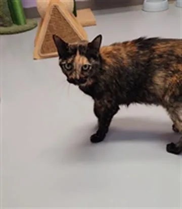 A senior medium-sized female Domestic Short Hair cat named Prissy for adoption in Fort Walton Beach, FL