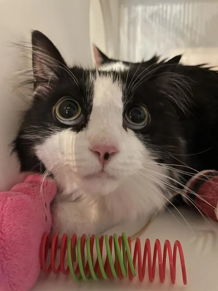 An adult medium-sized male Domestic Medium Hair cat named Gilbert for adoption in Ferndale, MI