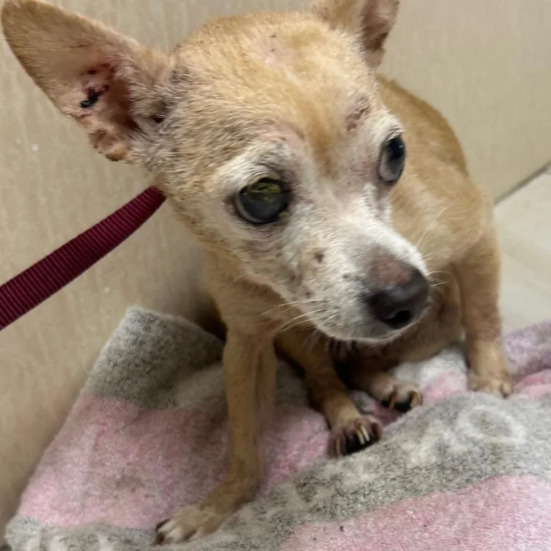 A senior small-sized female Yellow / Tan / Blond / Fawn Chihuahua dog named Cora for adoption in Lufkin, TX