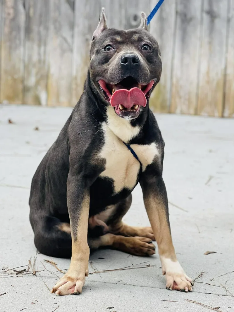 An adult medium-sized male Tricolor (Brown, Black, & White) American Bully dog named Ac "mr.taco" for adoption in Conyers, GA