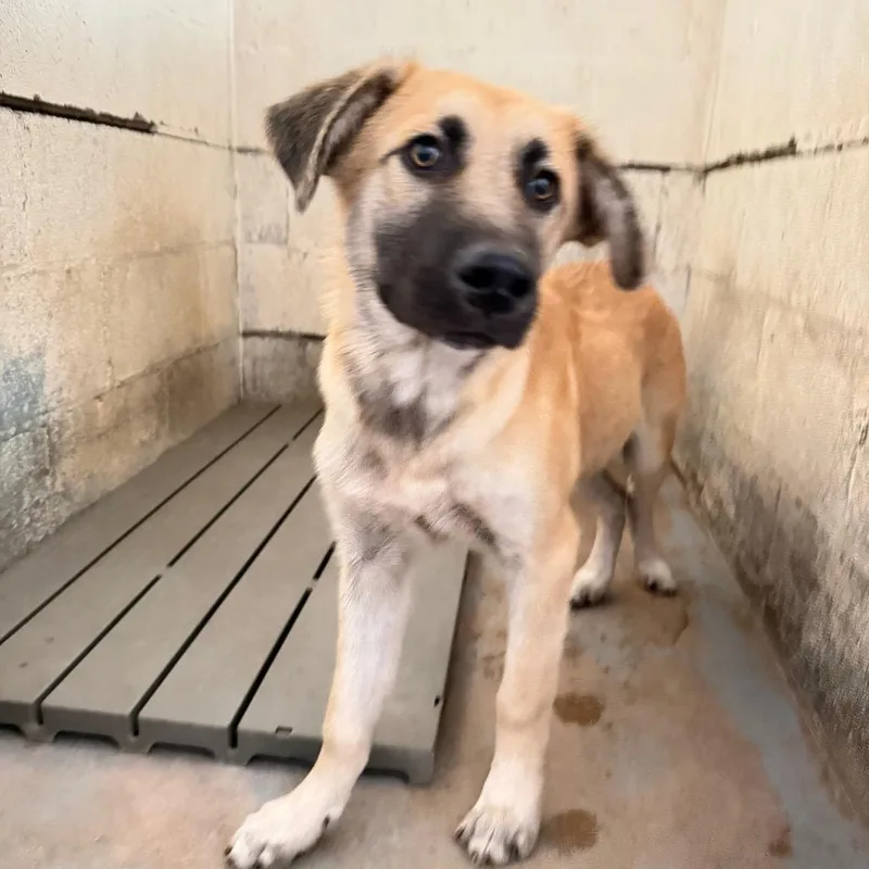 A young medium-sized male Brown / Chocolate Shepherd dog named Inosuke for adoption in Edinburg, TX