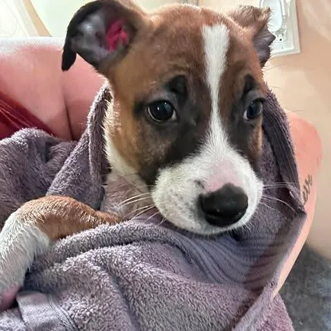 A baby medium-sized male Brown / Chocolate Mixed Breed dog named Archie for adoption in Jarrettsville, MD