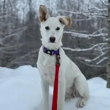 A young medium-sized female Husky dog named Ace for adoption in Chugiak, AK