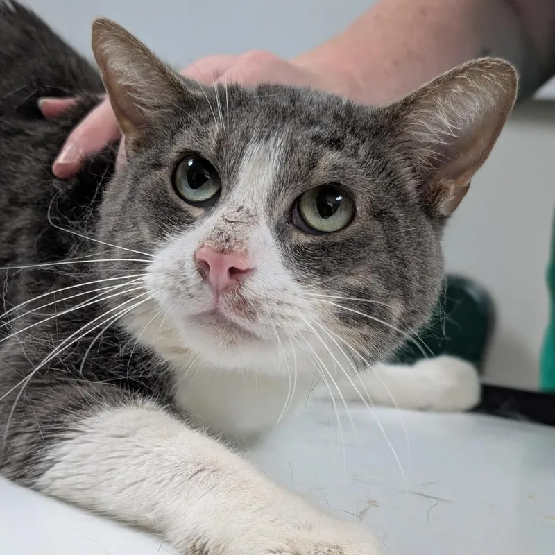 A baby medium-sized male Gray / Blue / Silver Domestic Short Hair cat named Bob for adoption in Canton, IL
