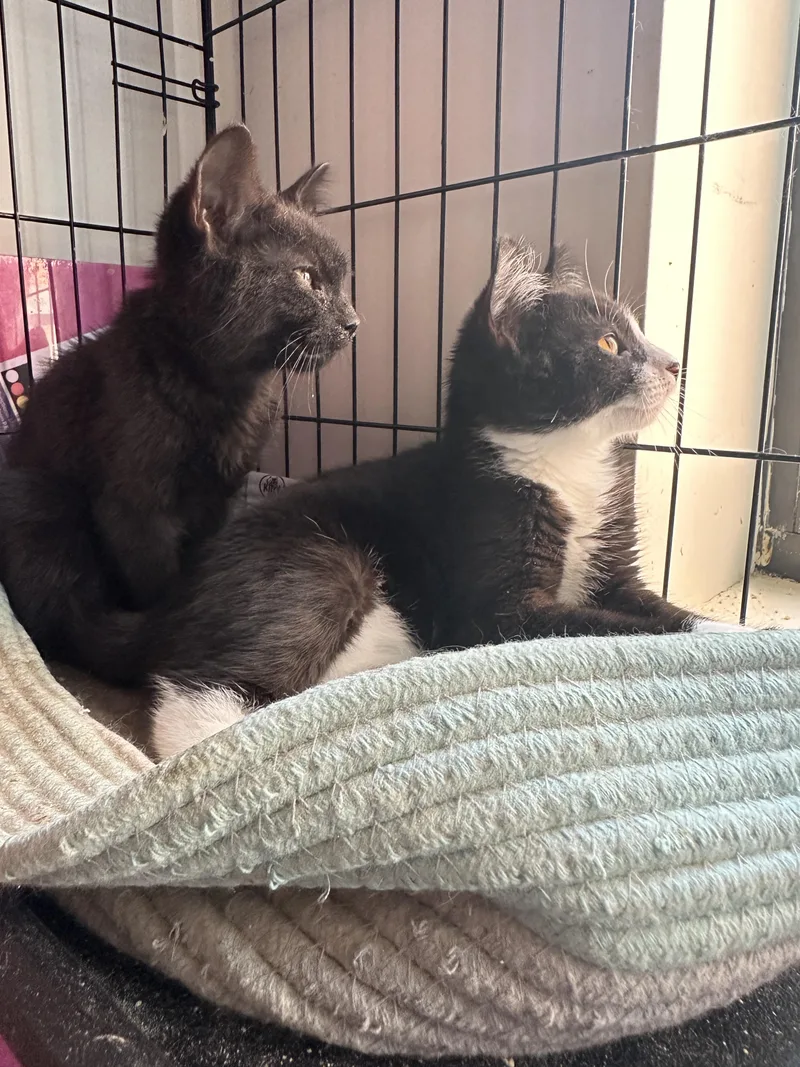 Popcorn: Sweet Tuxedo Cutie thumbnail 2