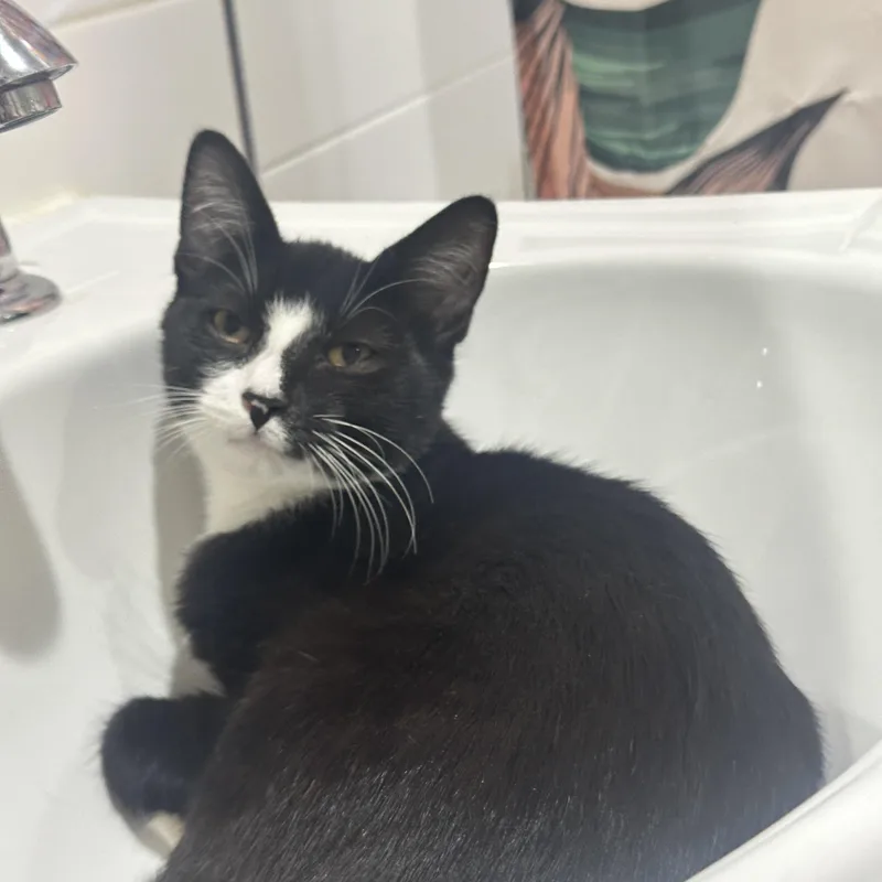 Popcorn: Sweet Tuxedo Cutie thumbnail 3