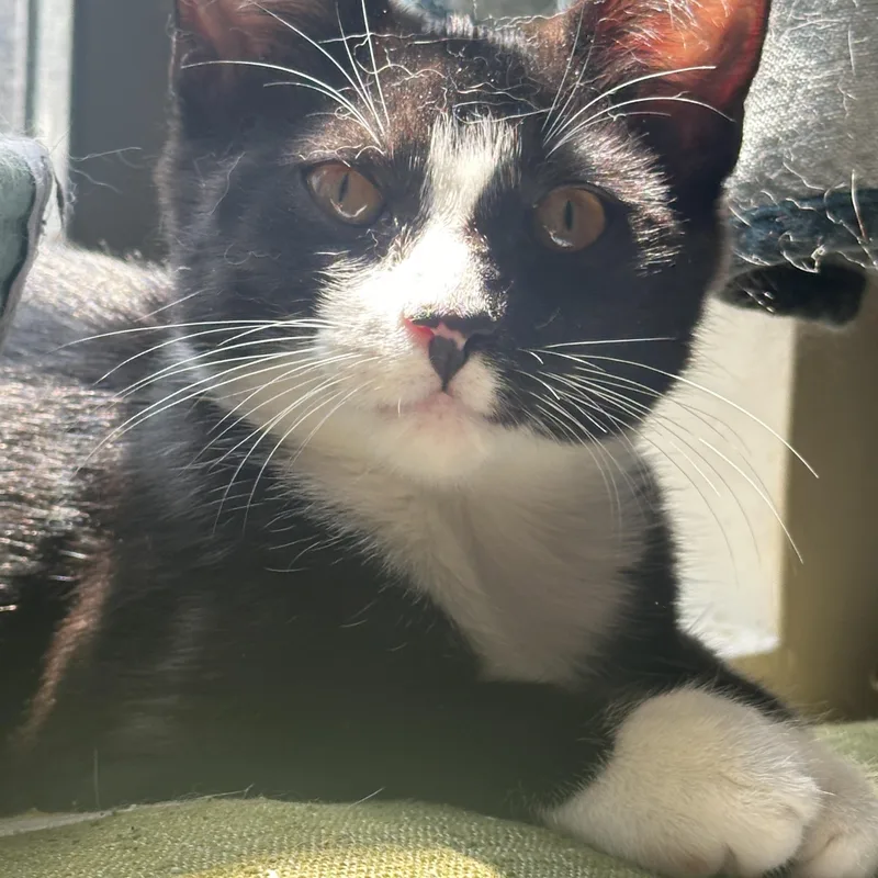 Popcorn: Sweet Tuxedo Cutie thumbnail 4