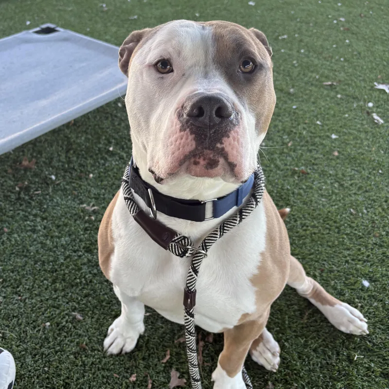 An adult large-sized male Brown / Chocolate Pit Bull Terrier dog named Aj for adoption in Eatontown, NJ
