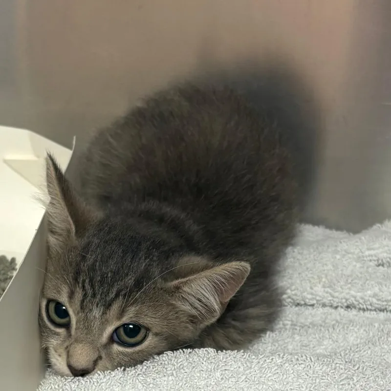 A baby small-sized male Domestic Medium Hair cat named Phoenix for adoption in Royse City, TX