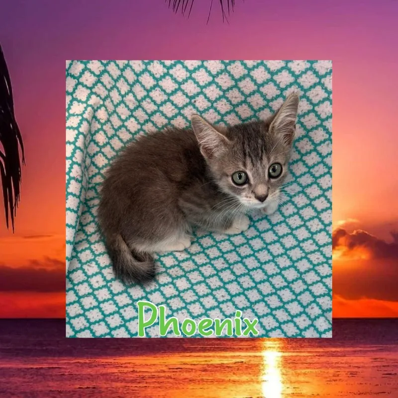 Phoenix thumbnail 2