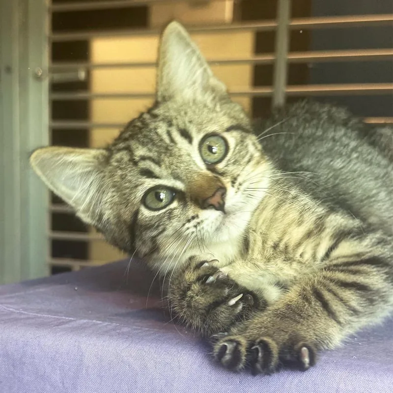 A baby small-sized female Brown / Chocolate Domestic Short Hair cat named Star for adoption in Hailey, ID