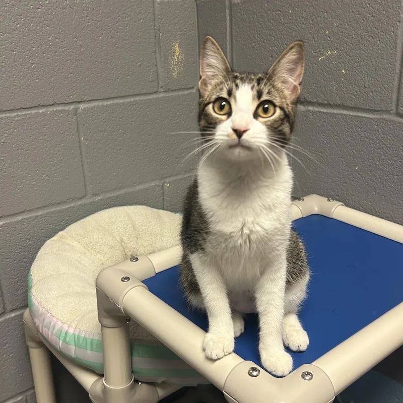 A baby medium-sized female American Shorthair cat named Fiona for adoption in Gainesville, TX