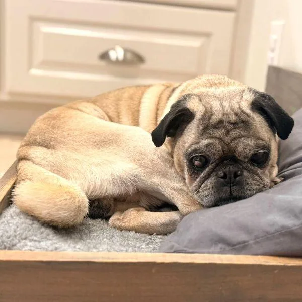 Teddy