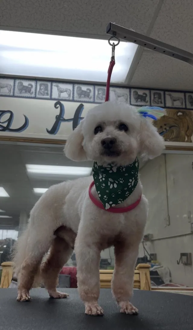 A senior small-sized male Poodle dog named Carson for adoption in Santa Maria, CA
