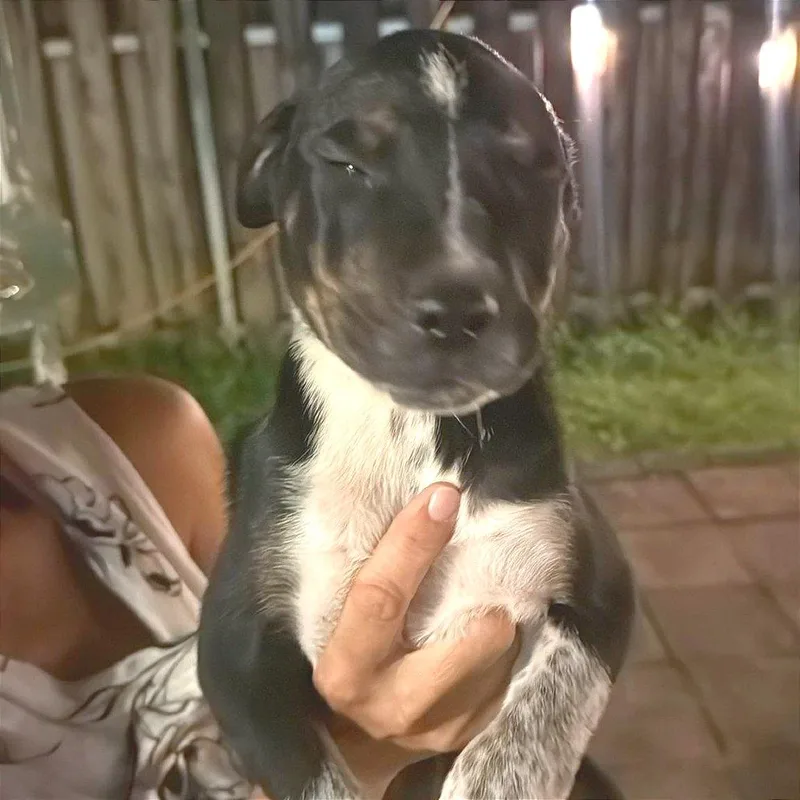 A young medium-sized male Black Mixed Breed dog named Camada Rescate Villas de for adoption in LOXAHATCHEE, FL