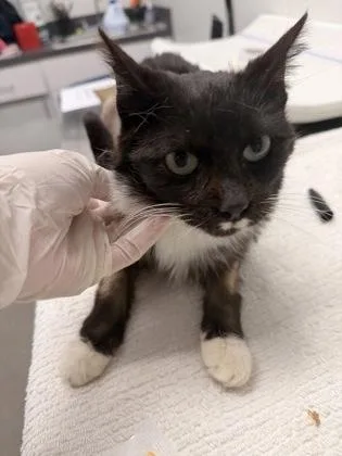 An adult small-sized male Domestic Short Hair cat named Vinnie for adoption in West Chester, PA