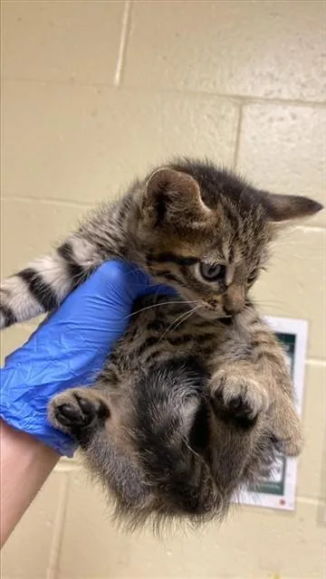 A baby small-sized male Domestic Short Hair cat named Ned for adoption in Sacramento, CA