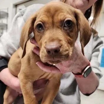 Seraphix thumbnail 2