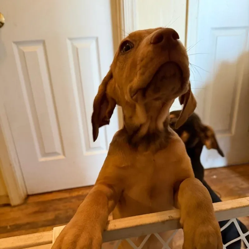 Seraphix thumbnail 3