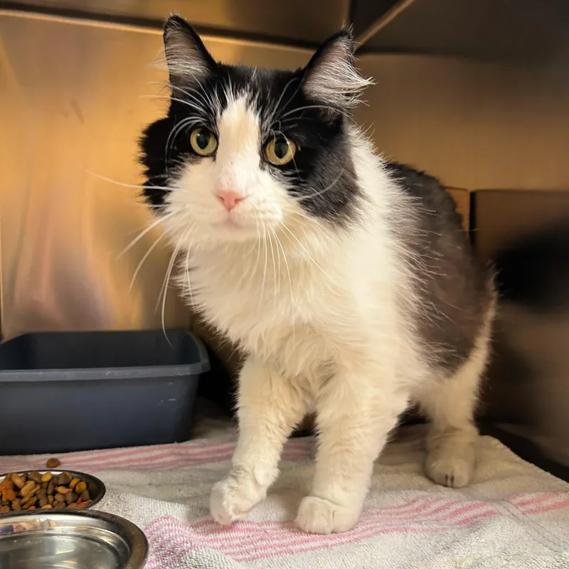 An adult medium-sized male Black & White / Tuxedo Domestic Medium Hair cat named Severus for adoption in Lindon, UT