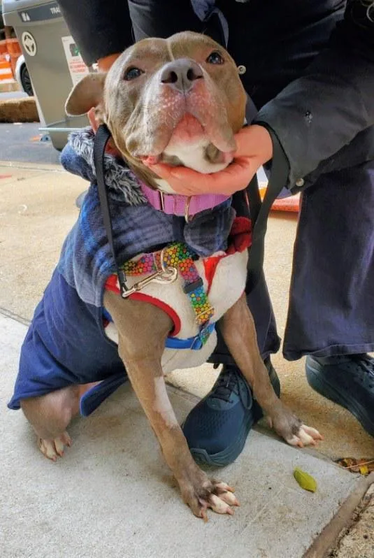 An adult medium-sized female Gray / Blue / Silver Mixed Breed dog named Hera for adoption in Vassalboro, ME