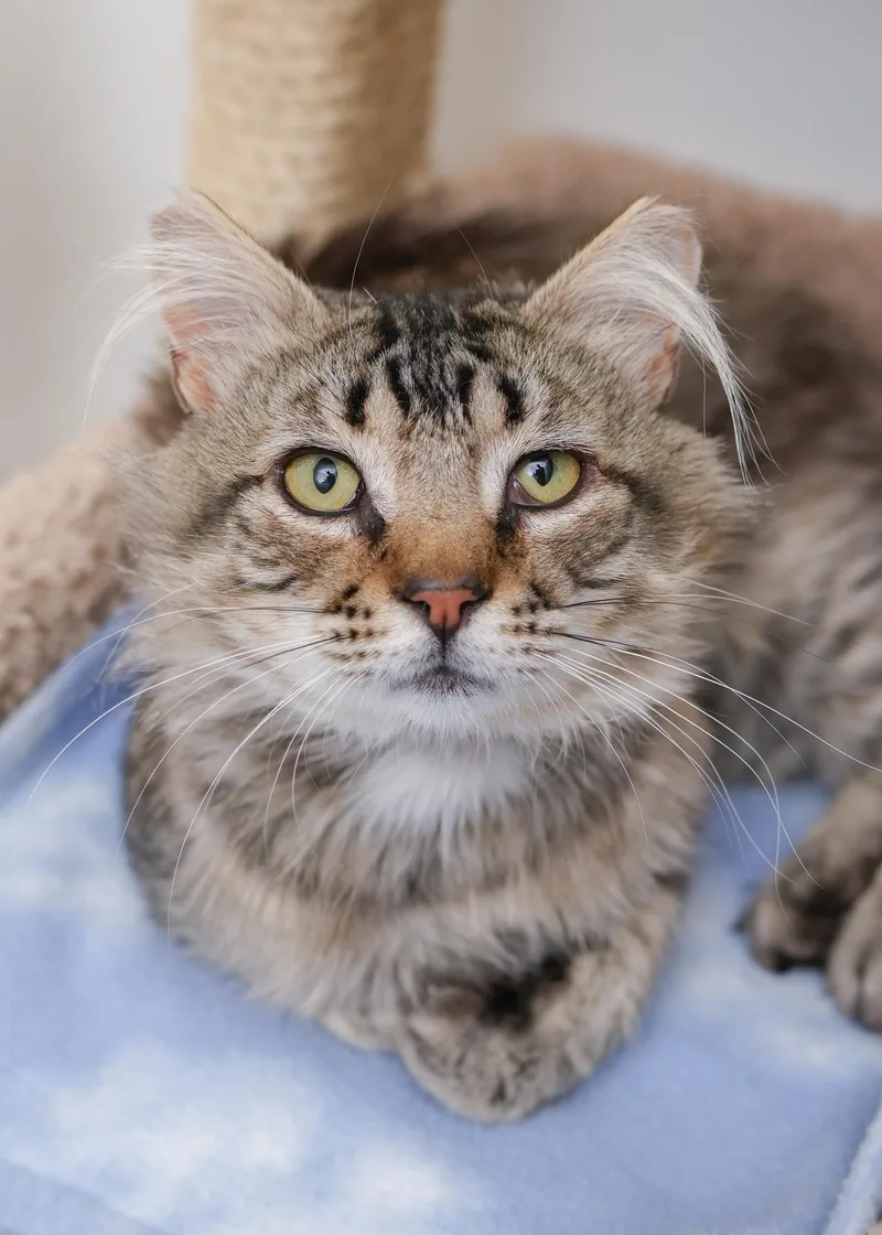 An adult medium-sized male Tabby (Brown / Chocolate) Domestic Medium Hair cat named Brewer for adoption in Boise, ID