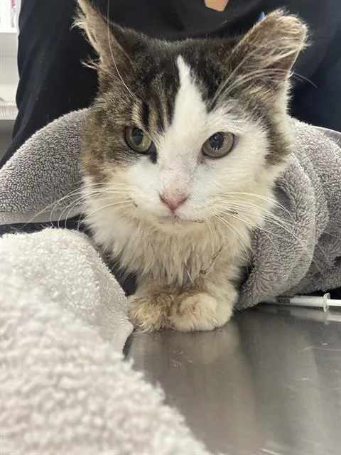 An adult small-sized female Domestic Short Hair cat named Buttercup for adoption in Indianapolis, IN