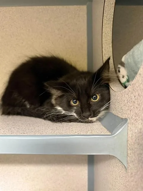 A baby small-sized female Domestic Medium Hair cat named Addison for adoption in Aliquippa, PA