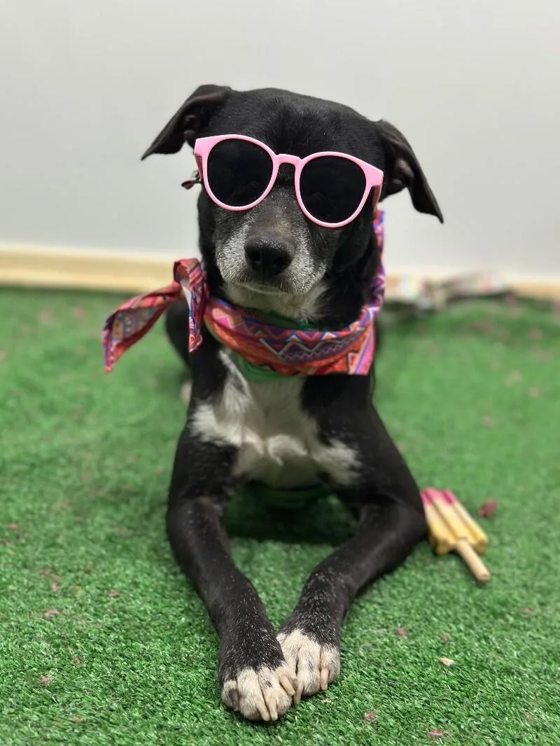 A young small-sized male Black Chihuahua dog named Will Smith for adoption in Carlsbad, CA