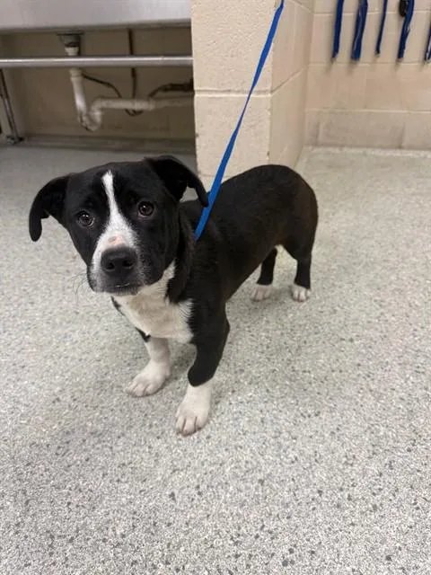 A young small-sized male Cardigan Welsh Corgi dog named A for adoption in Conroe, TX