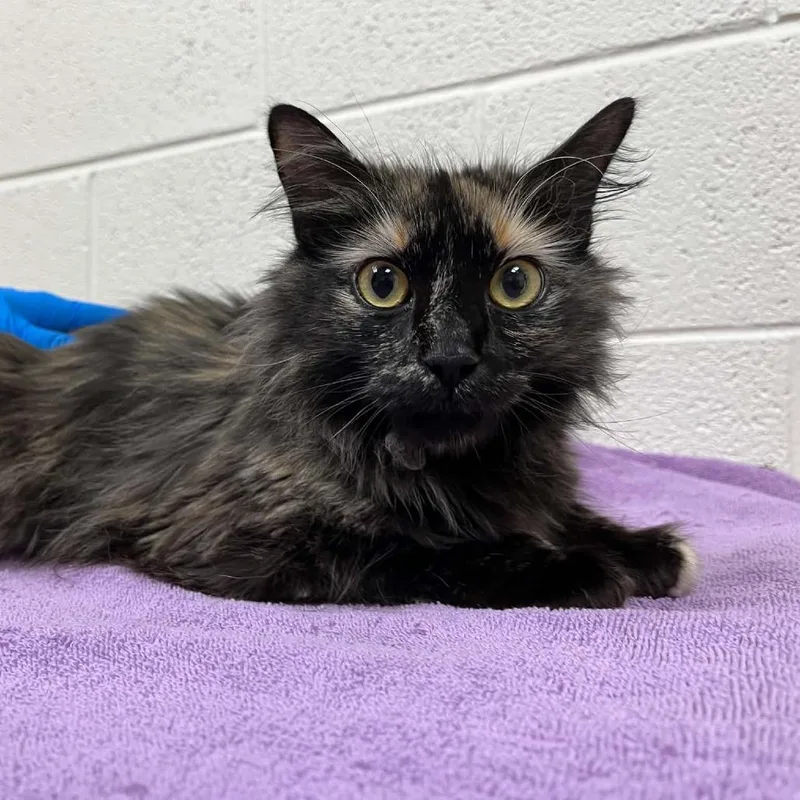 A young medium-sized female Tortoiseshell Domestic Medium Hair cat named Fleur for adoption in Harrisonburg, VA