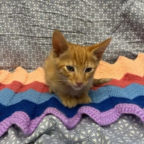 A baby small-sized male Orange / Red Domestic Short Hair cat named Saltine for adoption in Long Beach, CA