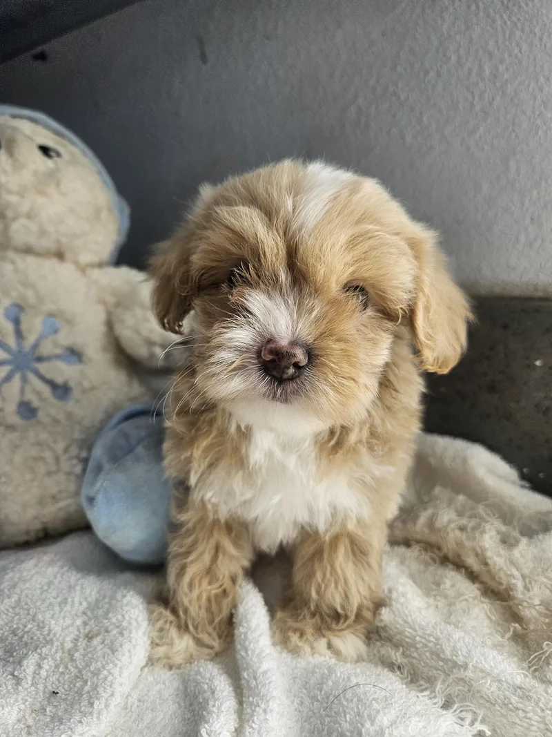 A baby small-sized male Golden Maltipoo dog named Flash for adoption in Los Angeles, CA