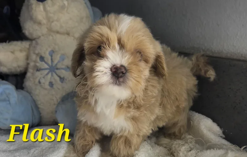 Flash thumbnail 6