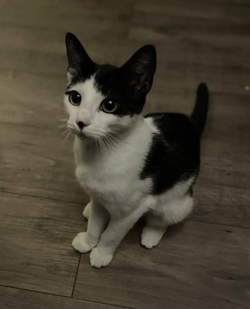 A young small-sized female Black & White / Tuxedo Domestic Short Hair cat named Onyx for adoption in Covina , CA