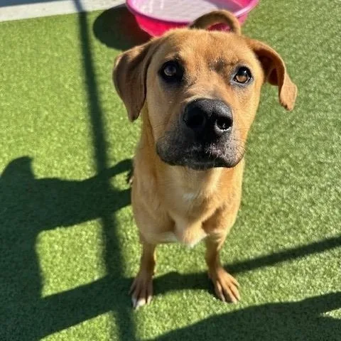 An adult large-sized male Yellow / Tan / Blond / Fawn Shepherd dog named Odis for adoption in Fayetteville, AR