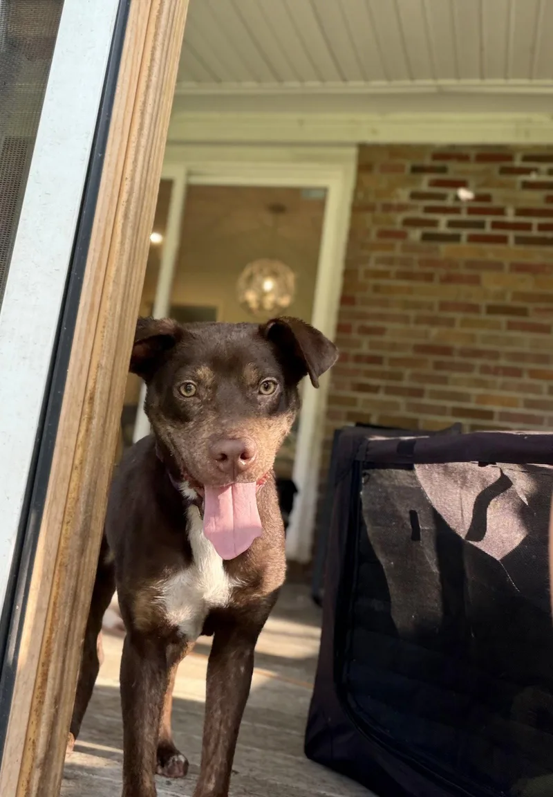 An adult medium-sized female Mixed Breed dog named Godiva for adoption in Mount Pleasant, SC