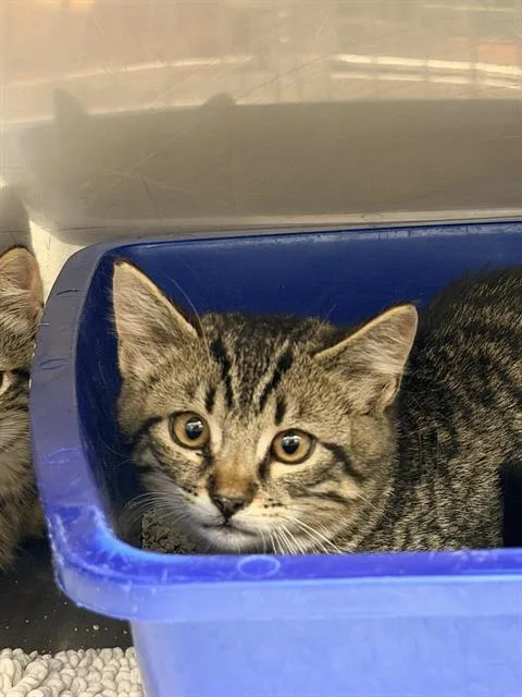 A baby small-sized male Domestic Short Hair cat named Birch for adoption in Santa Cruz, CA