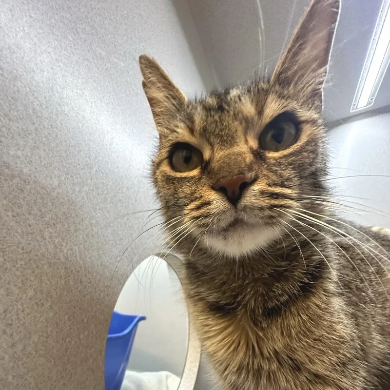 An adult medium-sized female Brown / Chocolate Domestic Medium Hair cat named Candy Girl for adoption in Pittsburgh, PA