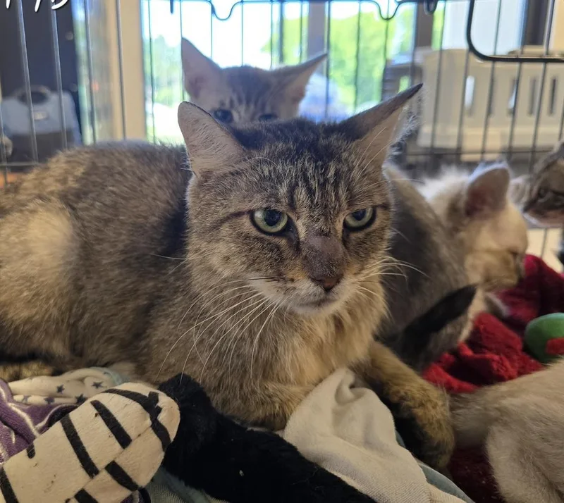An adult large-sized female Domestic Short Hair cat named Bunny for adoption in Dickson, TN