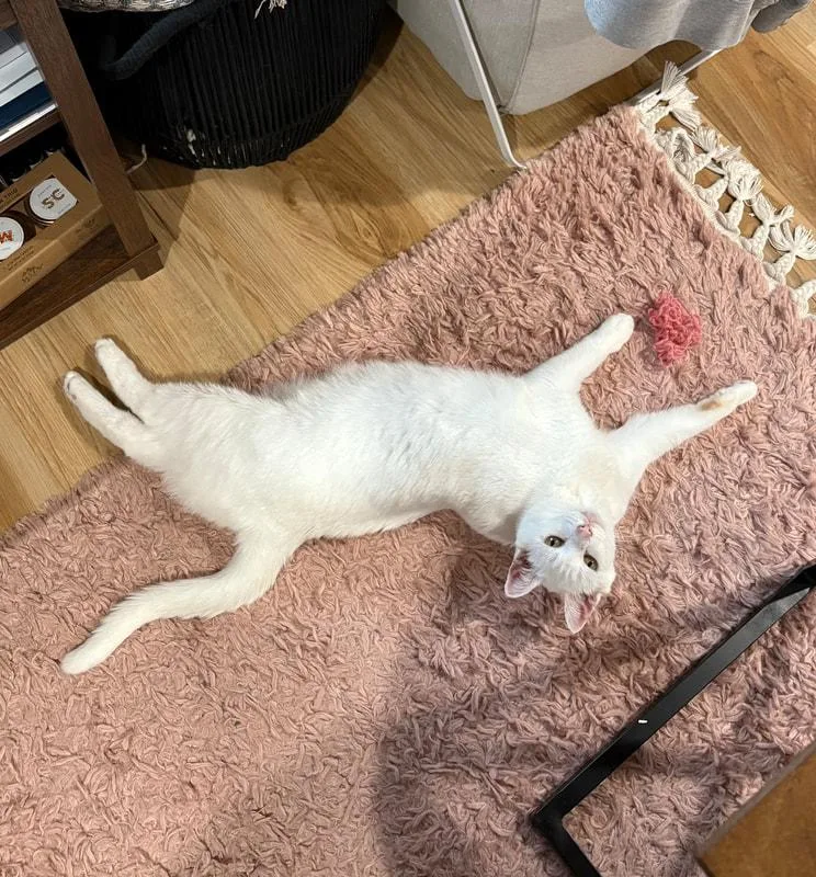 An adult medium-sized female White Domestic Short Hair cat named Sugar for adoption in Kalamazoo, MI