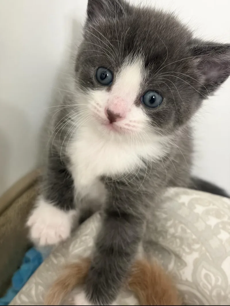 A baby large-sized female Gray & White Domestic Short Hair cat named Lucy for adoption in Rochester Hills, MI