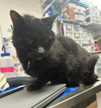 An adult medium-sized female Domestic Short Hair cat named Banshee for adoption in West Chester, PA