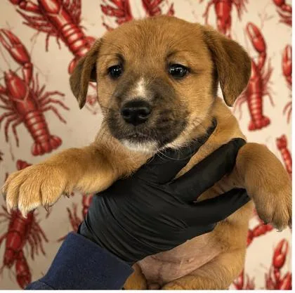 A baby medium-sized female Hound dog named Filet Gumbo for adoption in West Memphis, AR