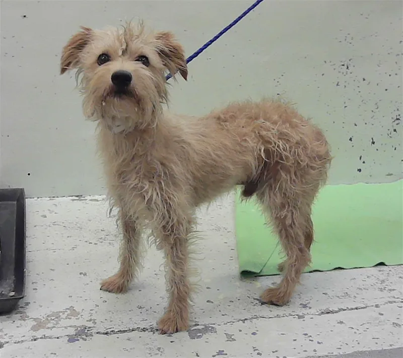 A young small-sized male Yorkshire Terrier dog named Duru for adoption in Houston, TX