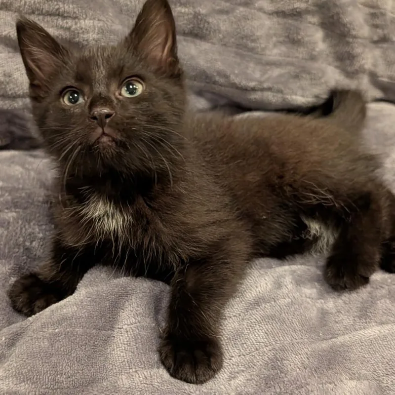 A baby small-sized female Gray / Blue / Silver Domestic Short Hair cat named Luna for adoption in Oceanside, NY