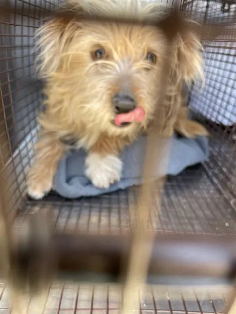 An adult small-sized male Terrier dog named Leo for adoption in Tucson, AZ