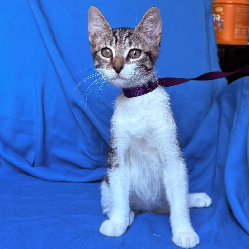 A baby medium-sized male Tabby (Gray / Blue / Silver) Domestic Short Hair cat named Colton for adoption in Rowland Heights, CA